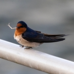 Hirundo neoxena at West Ballina, NSW - 2 Aug 2023 07:00 AM