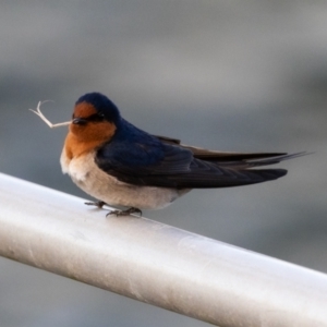 Hirundo neoxena at West Ballina, NSW - 2 Aug 2023 07:00 AM