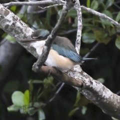 Todiramphus sanctus (Sacred Kingfisher) at Ballina, NSW - 2 Aug 2023 by AlisonMilton