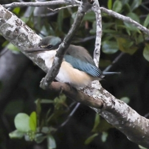 Todiramphus sanctus at Ballina, NSW - 2 Aug 2023 07:26 AM