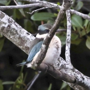 Todiramphus sanctus at Ballina, NSW - 2 Aug 2023