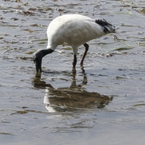 Threskiornis molucca at Tweed Heads South, NSW - 2 Aug 2023