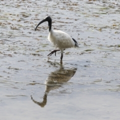 Threskiornis molucca at Tweed Heads South, NSW - 2 Aug 2023