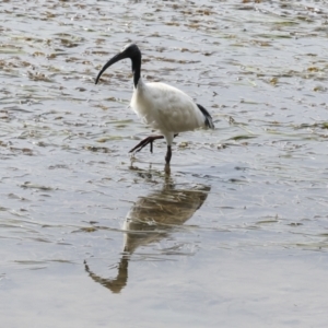 Threskiornis molucca at Tweed Heads South, NSW - 2 Aug 2023 01:10 PM