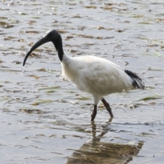 Threskiornis molucca at Tweed Heads South, NSW - 2 Aug 2023