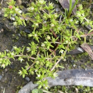 Crassula decumbens var. decumbens at Jugiong, NSW - 8 Sep 2023 02:29 PM