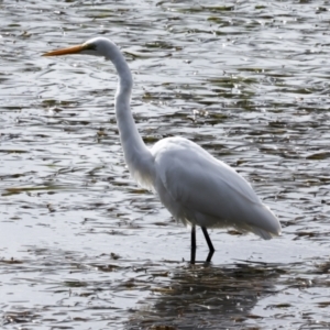 Ardea alba at Tweed Heads South, NSW - 2 Aug 2023 01:10 PM