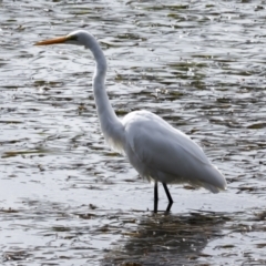 Ardea alba (Great Egret) at Tweed Heads South, NSW - 2 Aug 2023 by AlisonMilton