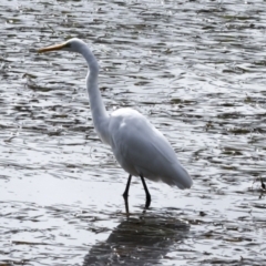 Ardea alba at Tweed Heads South, NSW - 2 Aug 2023 01:10 PM