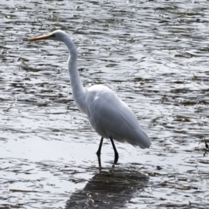 Ardea alba at Tweed Heads South, NSW - 2 Aug 2023 01:10 PM