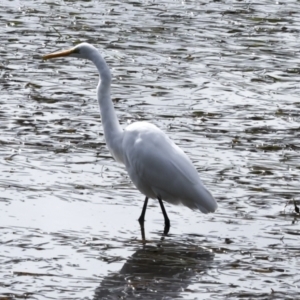 Ardea alba at Tweed Heads South, NSW - 2 Aug 2023