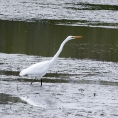 Ardea alba at Tweed Heads South, NSW - 2 Aug 2023 01:10 PM