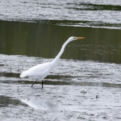 Ardea alba at Tweed Heads South, NSW - 2 Aug 2023