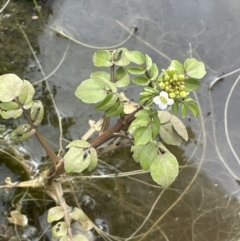 Rorippa nasturtium-aquaticum (Watercress) at Jugiong, NSW - 8 Sep 2023 by JaneR