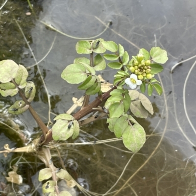 Rorippa nasturtium-aquaticum (Watercress) at Jugiong, NSW - 8 Sep 2023 by JaneR