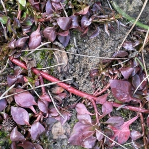 Ludwigia palustris at Jugiong, NSW - 8 Sep 2023