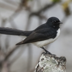 Rhipidura leucophrys (Willie Wagtail) at Tweed Heads South, NSW - 2 Aug 2023 by AlisonMilton
