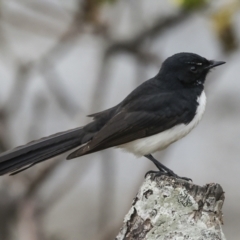 Rhipidura leucophrys at Tweed Heads South, NSW - 2 Aug 2023