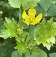 Ranunculus muricatus (Sharp Buttercup) at Jugiong, NSW - 8 Sep 2023 by JaneR