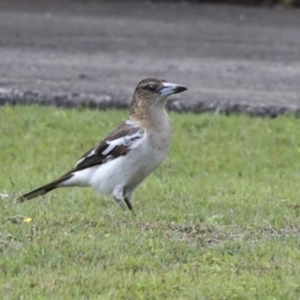 Cracticus nigrogularis at Tweed Heads South, NSW - 2 Aug 2023 01:21 PM