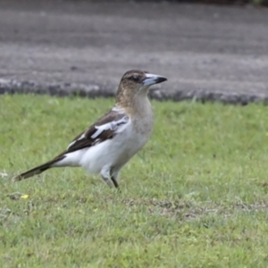 Cracticus nigrogularis at Tweed Heads South, NSW - 2 Aug 2023