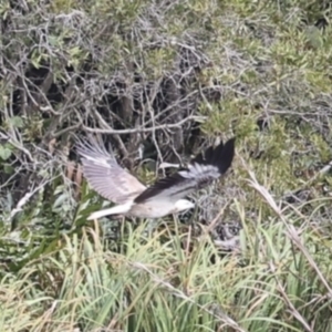 Haliaeetus leucogaster at Noosa North Shore, QLD - 3 Aug 2023 10:02 AM