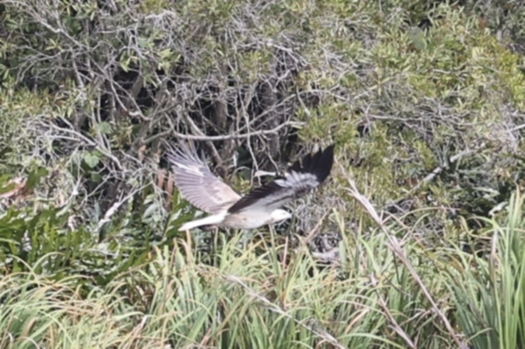 Haliaeetus leucogaster at Noosa North Shore, QLD - 3 Aug 2023