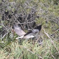 Haliaeetus leucogaster (White-bellied Sea-Eagle) at Noosa North Shore, QLD - 3 Aug 2023 by AlisonMilton