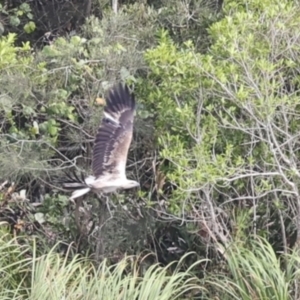 Haliaeetus leucogaster at Noosa North Shore, QLD - 3 Aug 2023 10:02 AM