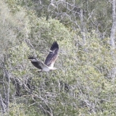 Haliaeetus leucogaster at Noosa North Shore, QLD - 3 Aug 2023 10:02 AM