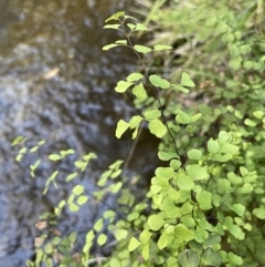 Adiantum aethiopicum (Common Maidenhair Fern) at Bethungra, NSW - 6 Sep 2023 by JaneR