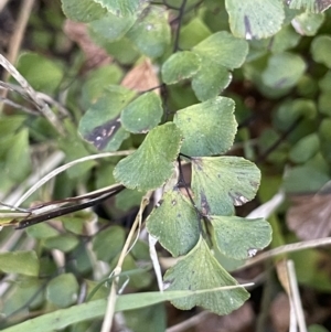 Adiantum aethiopicum at Bethungra, NSW - suppressed