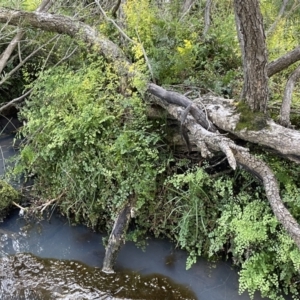 Adiantum aethiopicum at Bethungra, NSW - suppressed