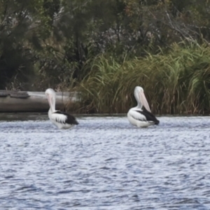 Pelecanus conspicillatus at Como, QLD - 3 Aug 2023