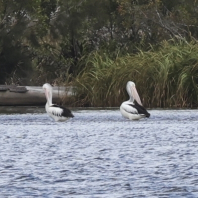 Pelecanus conspicillatus (Australian Pelican) at Great Sandy (Mainland) NP - 3 Aug 2023 by AlisonMilton