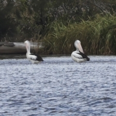 Pelecanus conspicillatus at Como, QLD - 3 Aug 2023