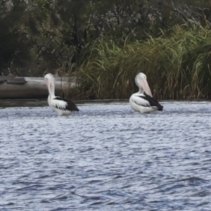 Pelecanus conspicillatus at Como, QLD - 3 Aug 2023 12:50 PM