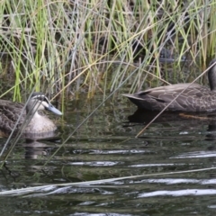 Anas superciliosa (Pacific Black Duck) at Great Sandy (Mainland) NP - 3 Aug 2023 by AlisonMilton