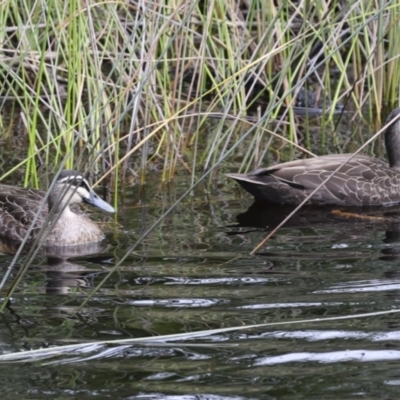 Anas superciliosa (Pacific Black Duck) at Como, QLD - 3 Aug 2023 by AlisonMilton