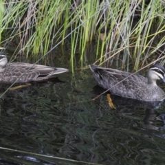 Anas superciliosa at Como, QLD - 3 Aug 2023