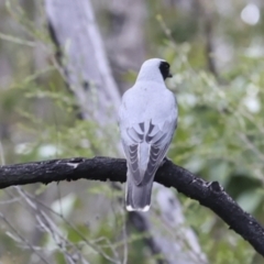 Coracina novaehollandiae (Black-faced Cuckooshrike) at Como, QLD - 3 Aug 2023 by AlisonMilton