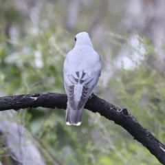 Coracina novaehollandiae at Como, QLD - 3 Aug 2023