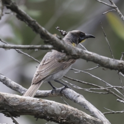 Philemon citreogularis (Little Friarbird) at Great Sandy (Mainland) NP - 3 Aug 2023 by AlisonMilton