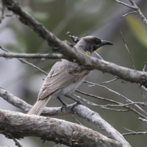 Philemon citreogularis (Little Friarbird) at Como, QLD by AlisonMilton
