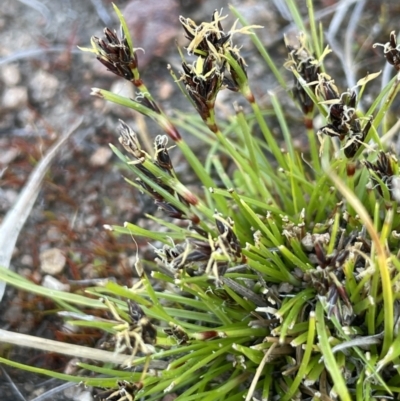 Schoenus apogon (Common Bog Sedge) at Bethungra, NSW - 6 Sep 2023 by JaneR