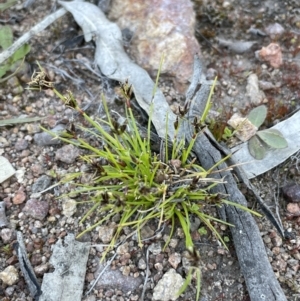 Schoenus apogon at Bethungra, NSW - 6 Sep 2023