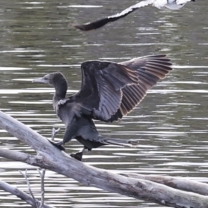 Phalacrocorax sulcirostris at Como, QLD - 3 Aug 2023 10:17 AM