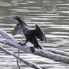 Phalacrocorax sulcirostris at Como, QLD - 3 Aug 2023 10:17 AM