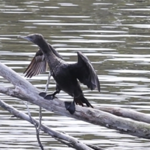 Phalacrocorax sulcirostris at Como, QLD - 3 Aug 2023