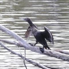 Phalacrocorax sulcirostris at Como, QLD - 3 Aug 2023 10:17 AM